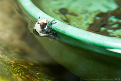 Theloderma albopunctatum