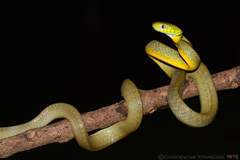 Boiga cyanea