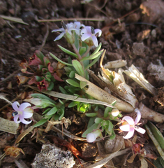 Lobelia sonderiana image