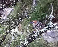 Sphenoeacus afer afer