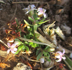 Lobelia sonderiana image