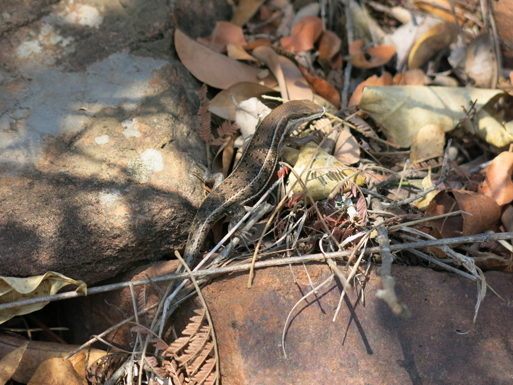 Damara Variable Skink