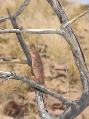 Agama anchietae