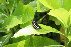 Athyma nefte subrata