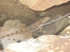 Agama anchietae