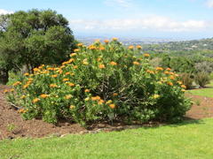 Leucospermum erubescens
