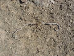 Psammophis leightoni