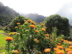 Leucospermum erubescens