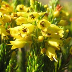 Erica parilis parilis