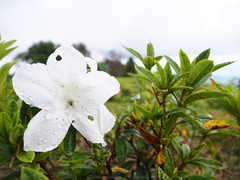 Rhododendron ludwigianum
