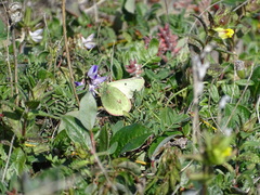 Colias nastes