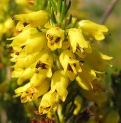 Erica parilis parilis