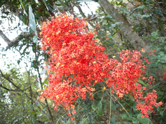 Saraca
