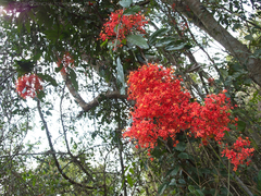 Saraca