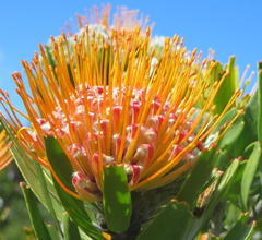 Leucospermum erubescens