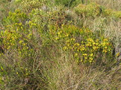 Erica parilis parilis