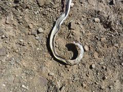 Psammophis leightoni