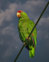 Amazona finschi × viridigenalis