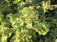 Mesembryanthemum crystallinum