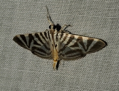 Spilomela perspicata