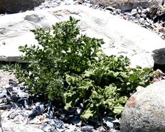 Mesembryanthemum crystallinum