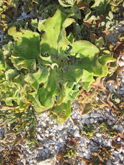 Mesembryanthemum crystallinum