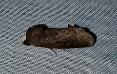 Gonodonta immacula