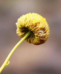 Pentzia