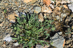 Phacelia leptosepala