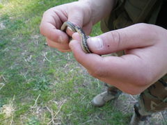 Thamnophis atratus