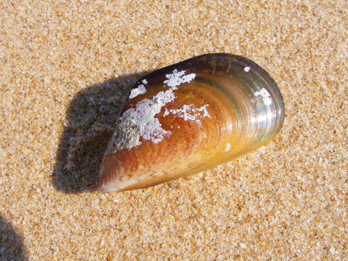 Mexilhao mussel