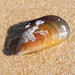 Brown Mussel - Photo no rights reserved, uploaded by Andrew Deacon