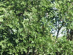Ptaeroxylon obliquum