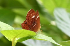 Abisara abnormis