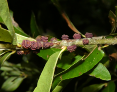 Kokkocynips difficilis