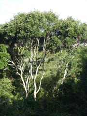 Ptaeroxylon obliquum