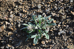 Phacelia leptosepala