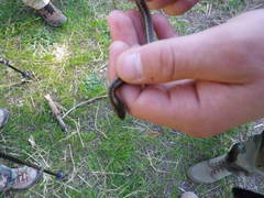 Thamnophis atratus