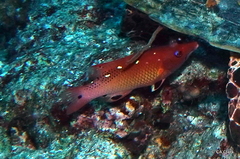 Bodianus dictynna