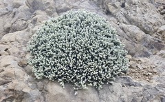 Helichrysum coralloides