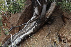 Ficus cordata cordata