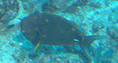 Acanthurus leucocheilus