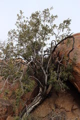 Ficus cordata cordata