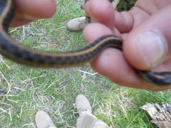 Thamnophis atratus