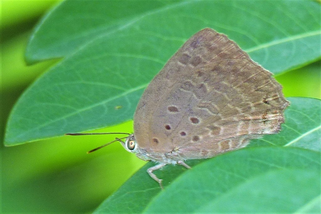 Plain Tailess Oakblue