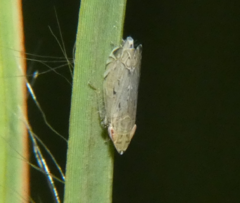 Flexamia
