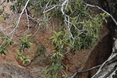 Ficus cordata cordata