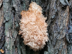 Hericium coralloides