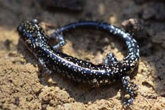Plethodon kiamichi