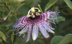 Passiflora cincinnata
